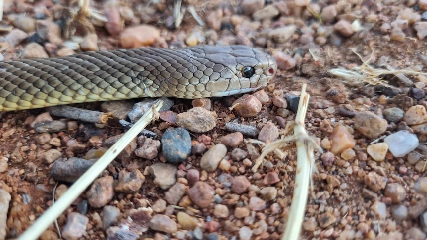 A close up of the head of a brown snake on top of rocks and twigs
