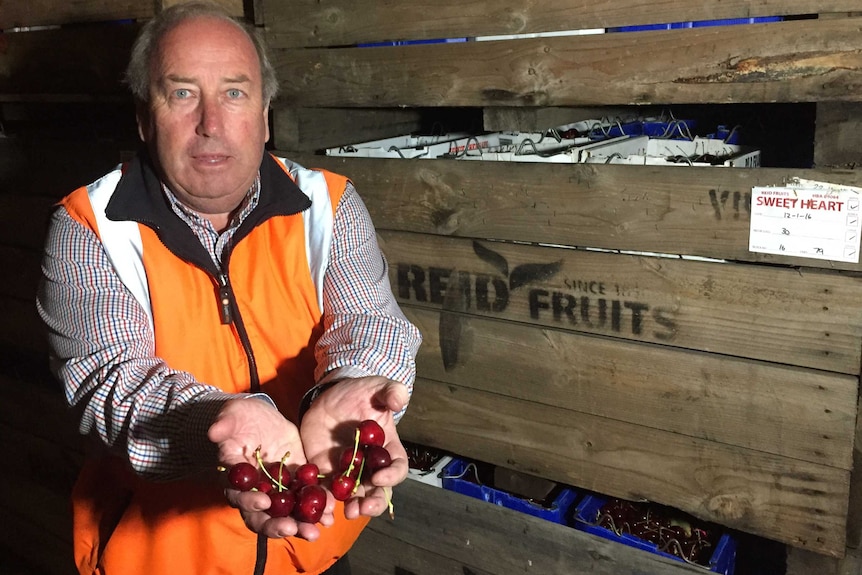 A man in a high-vis vest holds out handfuls of cherries as he stands in front of wooden crates labelled 'Reid fruits'.