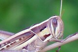A spur-throated locust sits on a plant
