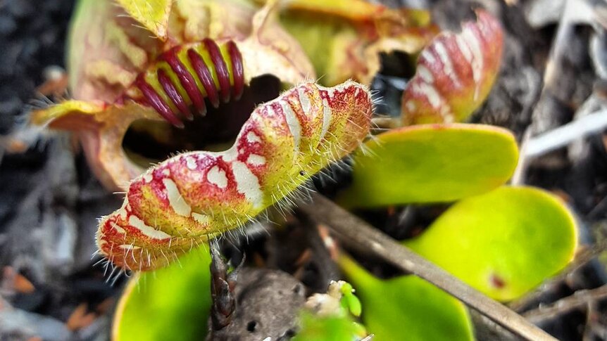 Carnivorous plant