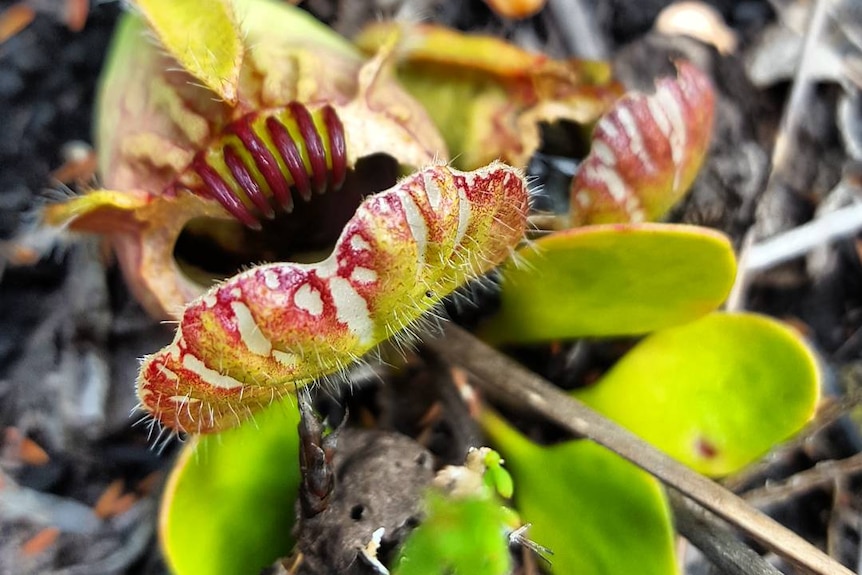 Carnivorous plant