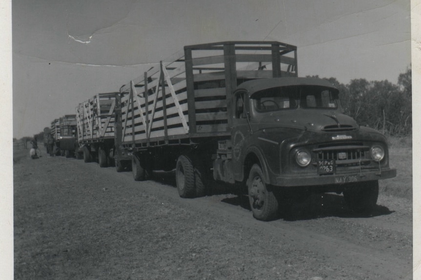 A black and white photo showing an old truck with large trailers