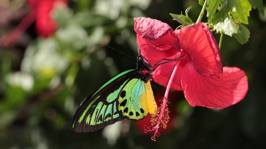 A green and black-winged butterfly on a red flower