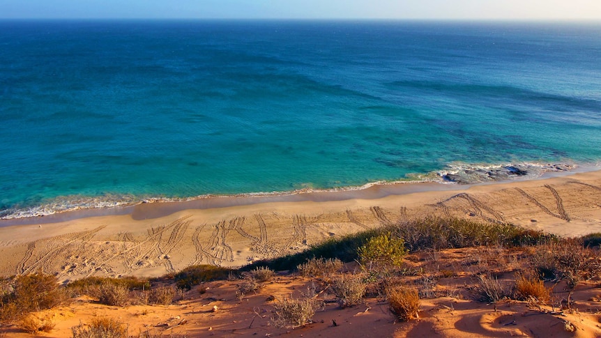 Looking from the top of a dune down onto a beach, where there are hundreds of turtle tracks, then the ocean.