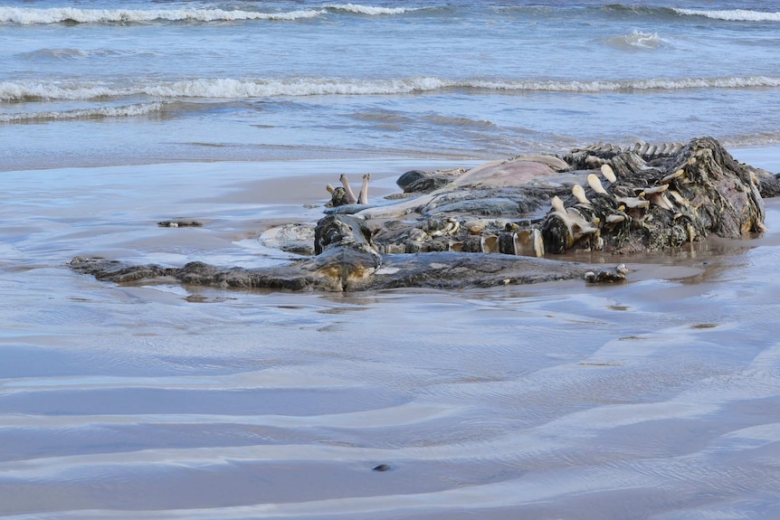Bones of a juvenile dead whale at the waterline of a beach