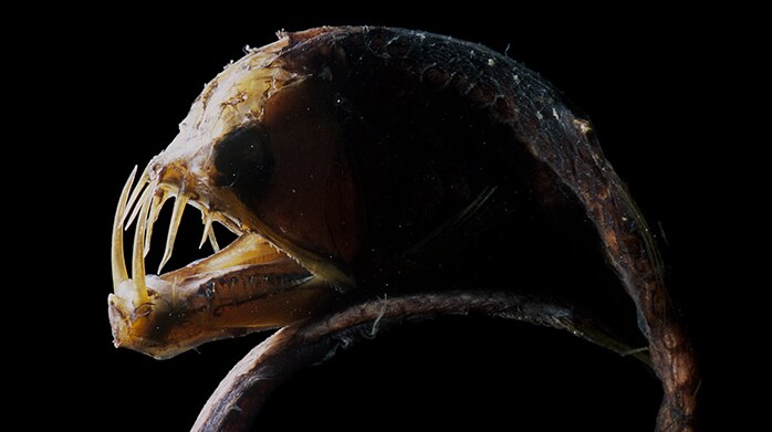 Sloane's Viperfish, photo by David Paul.
