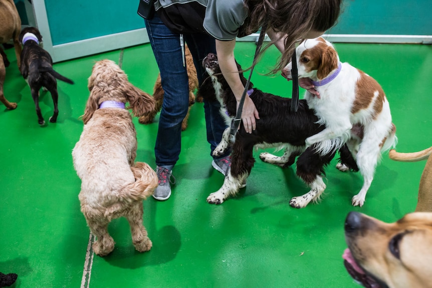 An attendant interrupts a dog attempting to mount another.