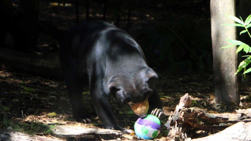 A Perth Zoo sun bear examines his Easter egg.