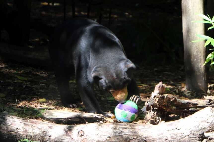 A Perth Zoo sun bear examines his Easter egg.
