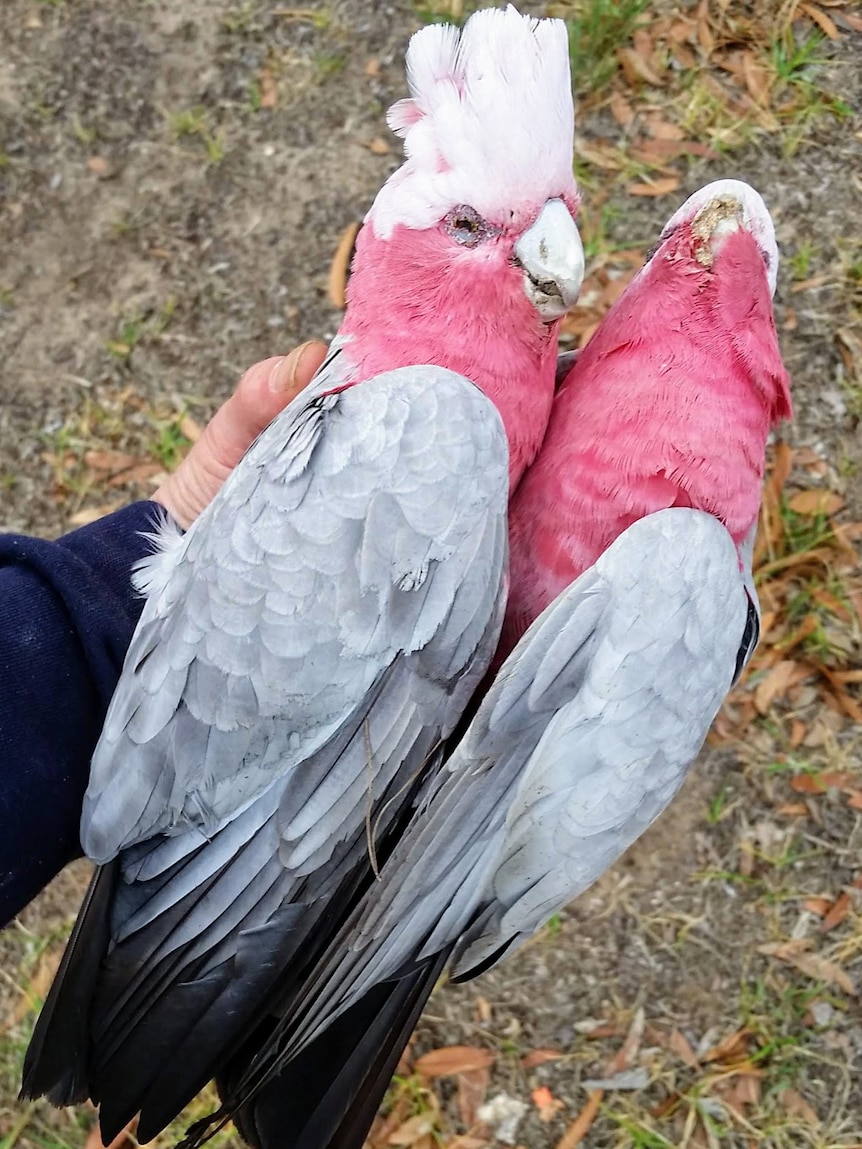 Two dead galahs sent to the Government for testing