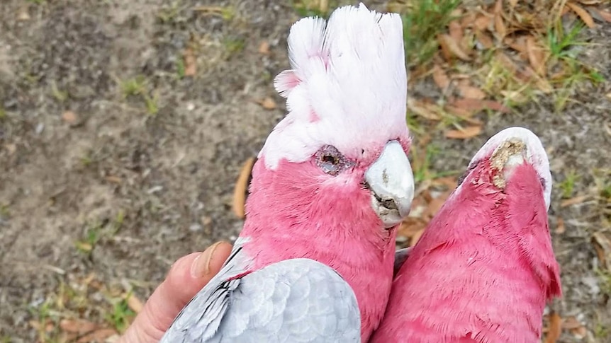 Two dead galahs sent to the Government for testing