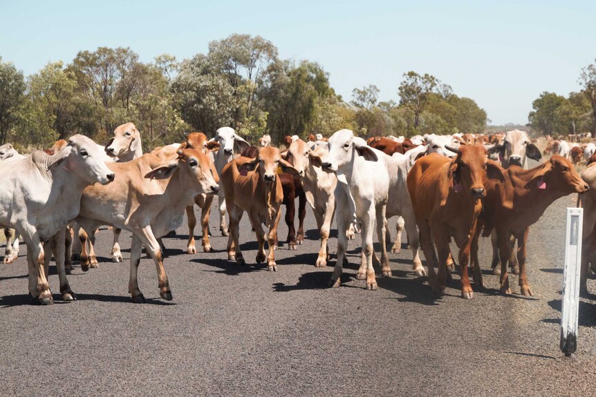 Herd of cows on the road
