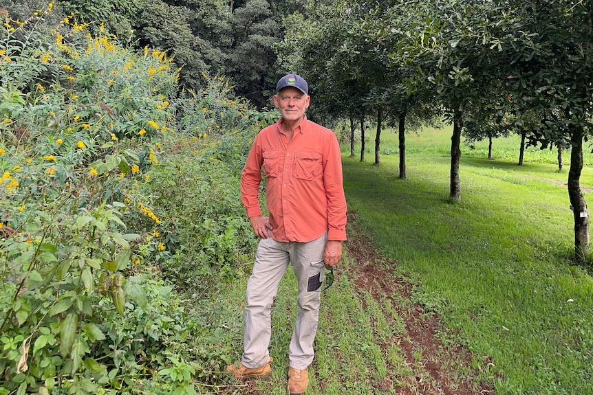 Ross Arnett standing next to inter-row cropping on his macadamia orchard.