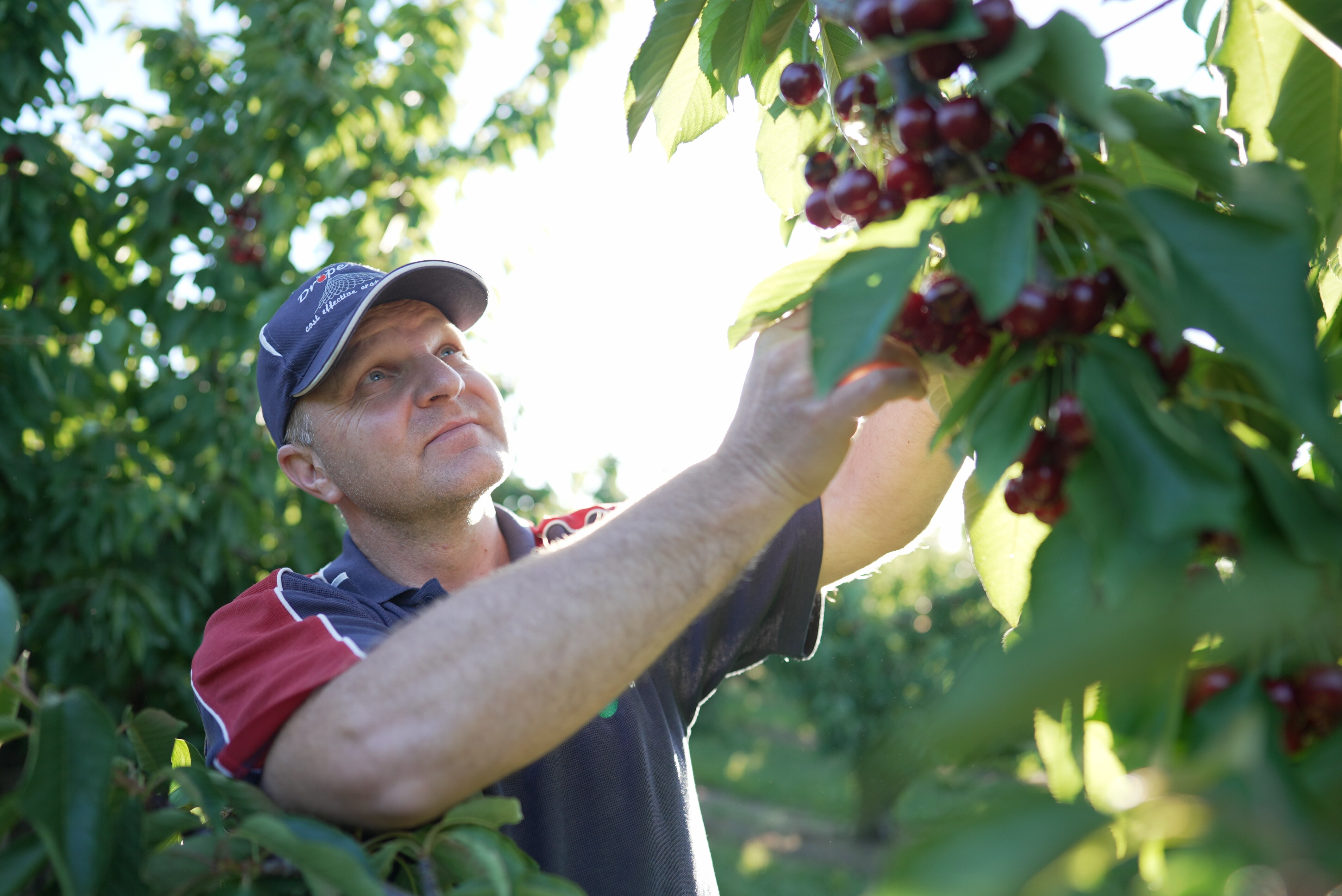 A man wearing a cap reaches out to touch some cherries on a cherry tree. 