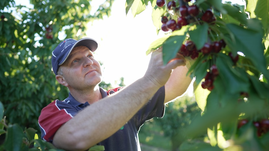 A man wearing a cap reaches out to touch some cherries on a cherry tree. 