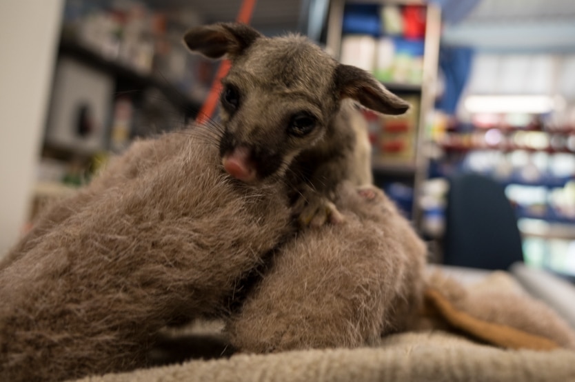 A 10-week-old baby possum.