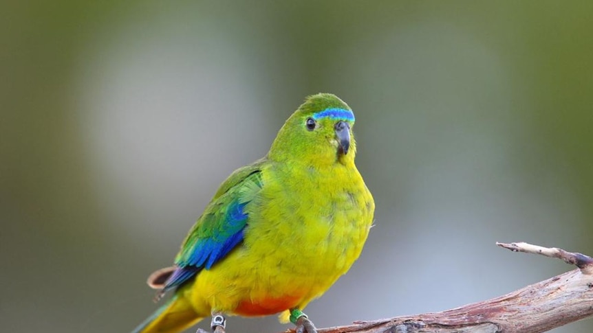 Orange-bellied parrot