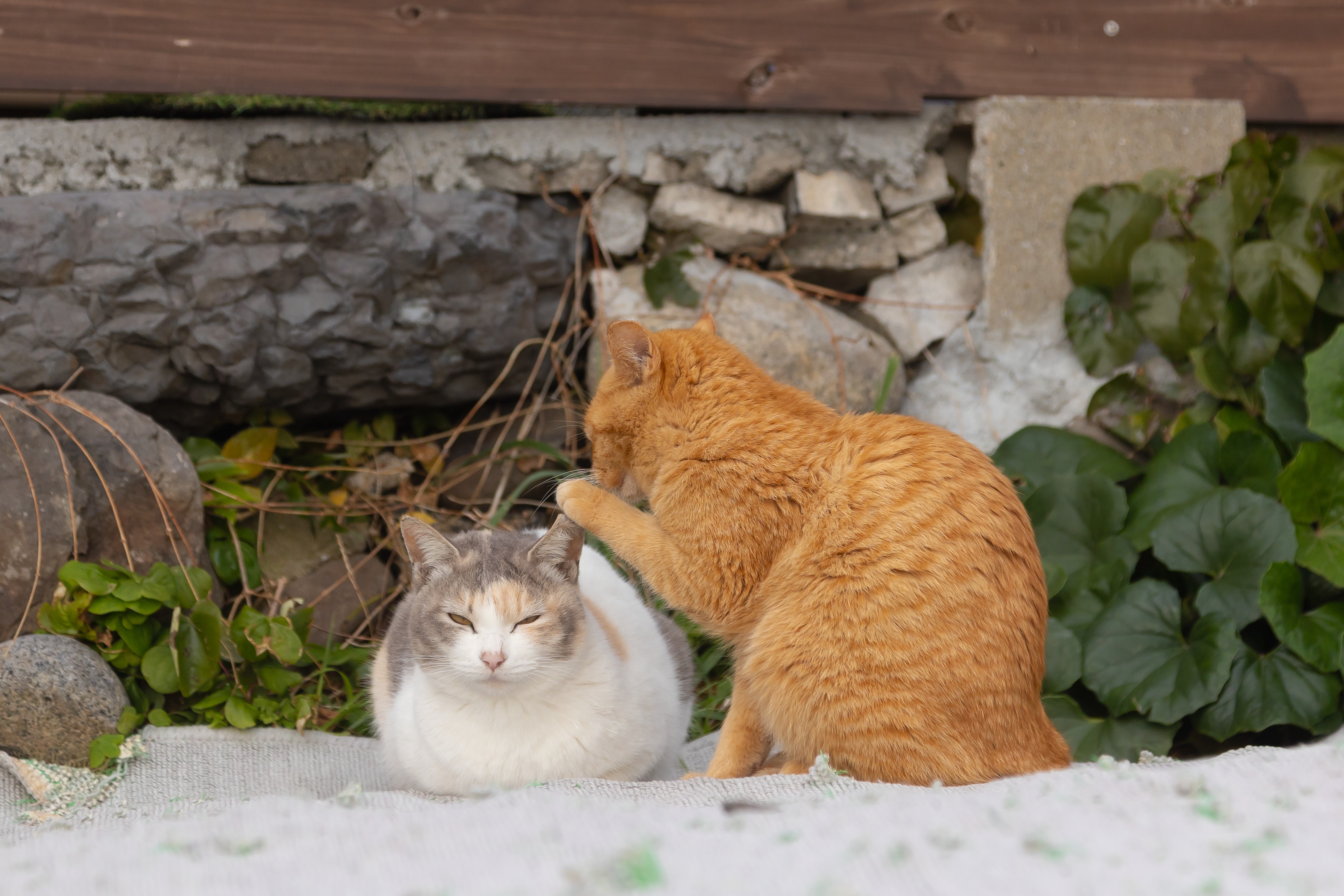 A ginger cat looks like it's whispering something into the ear of a white cat