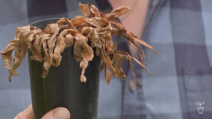 Wilted dried leaves of a plant growing in a pot.