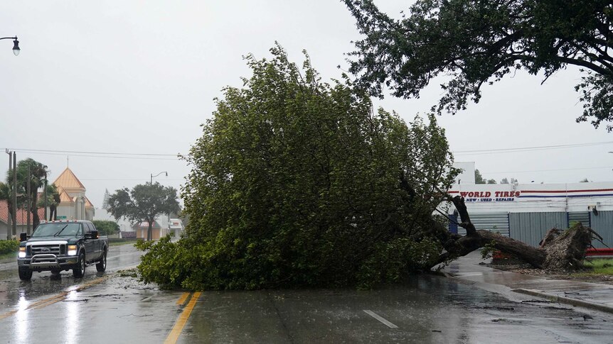 A pickup truck drives past a fallen tree.