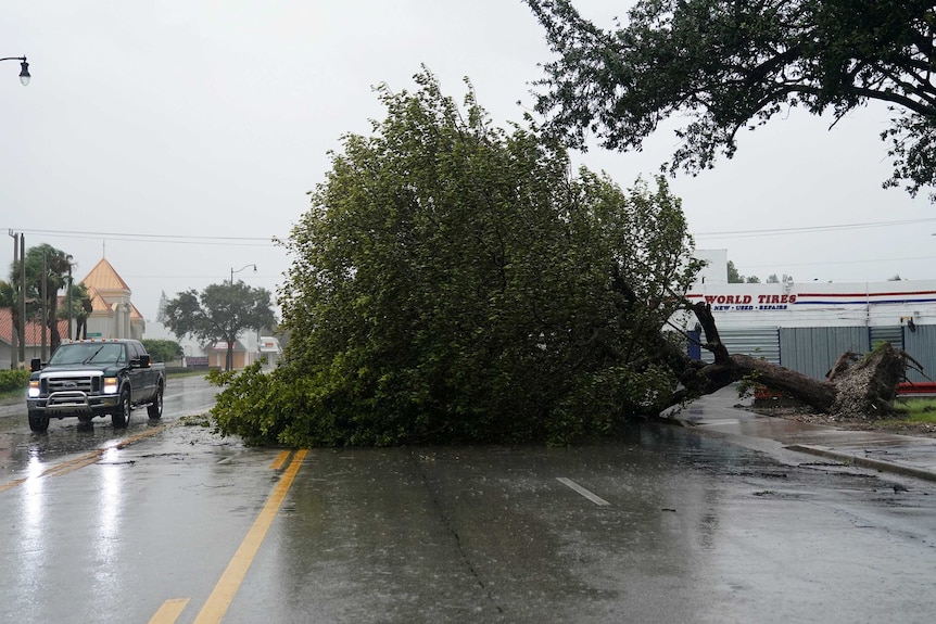 A pickup truck drives past a fallen tree.