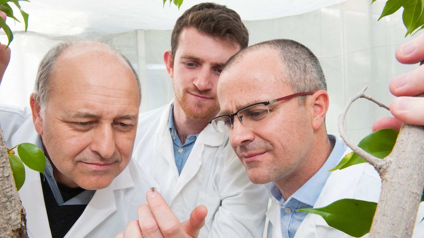 Three men in white coats observe a tiny fly on one's finger