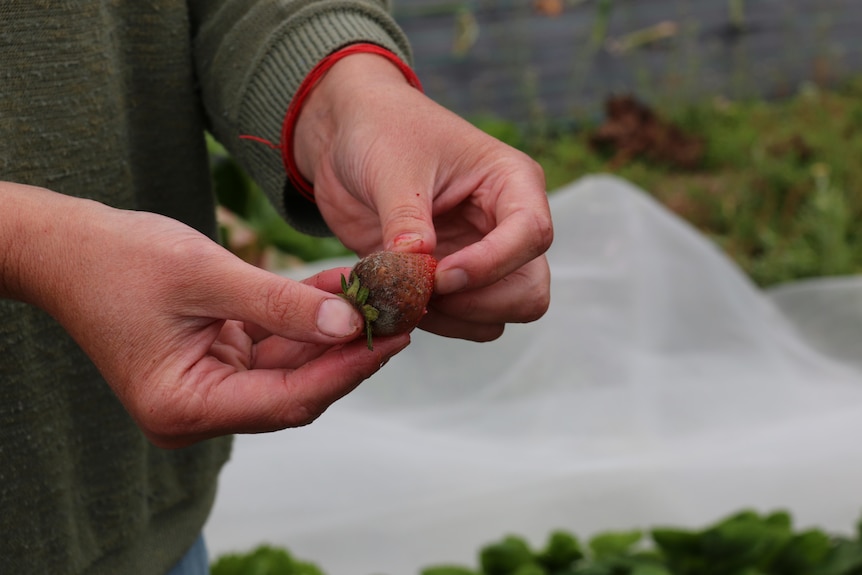 Two hands hold a brown strawberry which is covered in mold. 