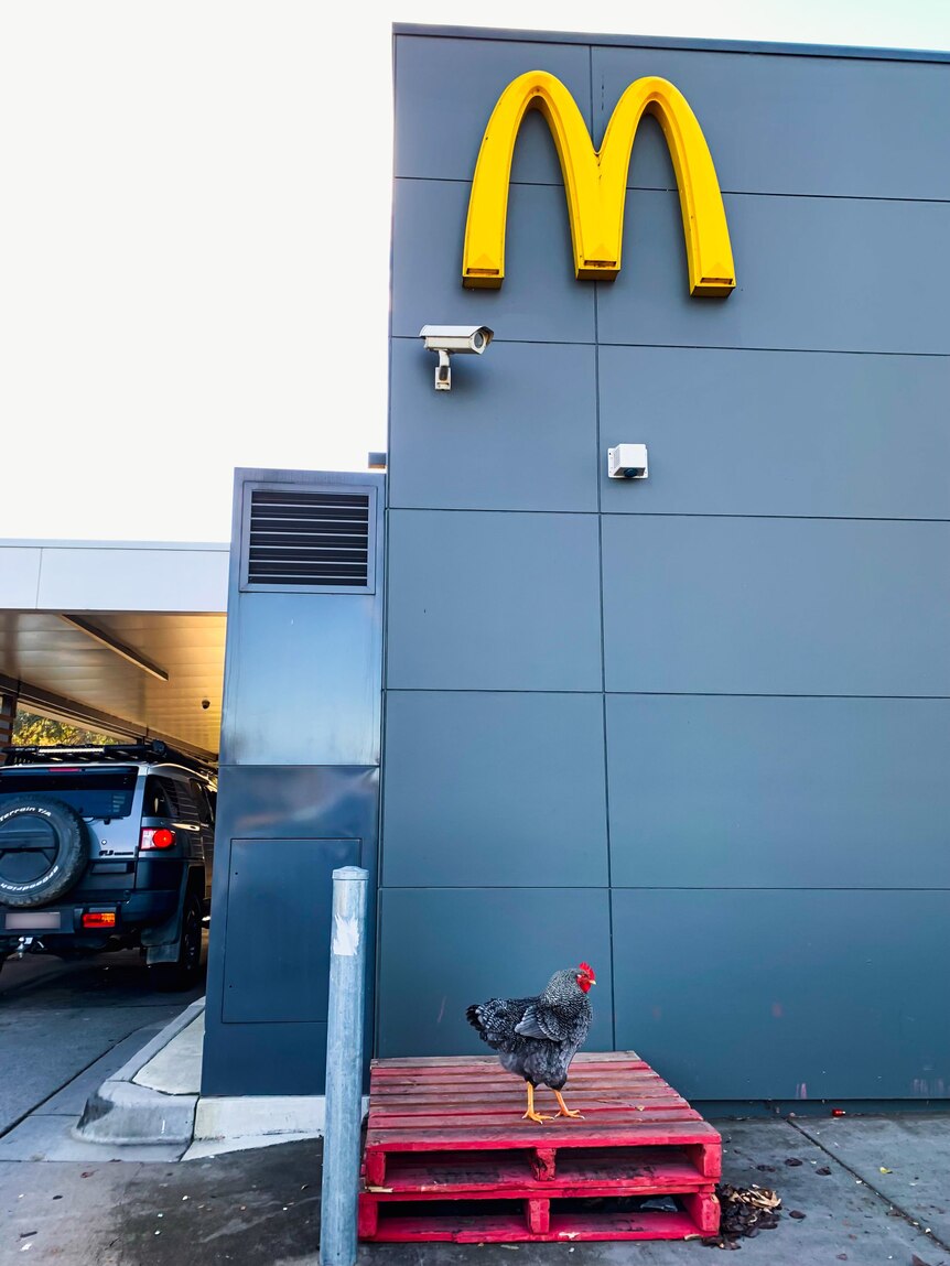 A rooster stands on a pallet, underneath a large yellow M, beside a drive-through where cars are driving.