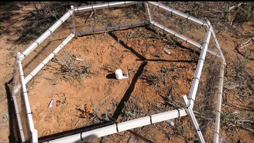 An open-topped, hexagonal cage-like structure sitting in the red dirt of South Australia.
