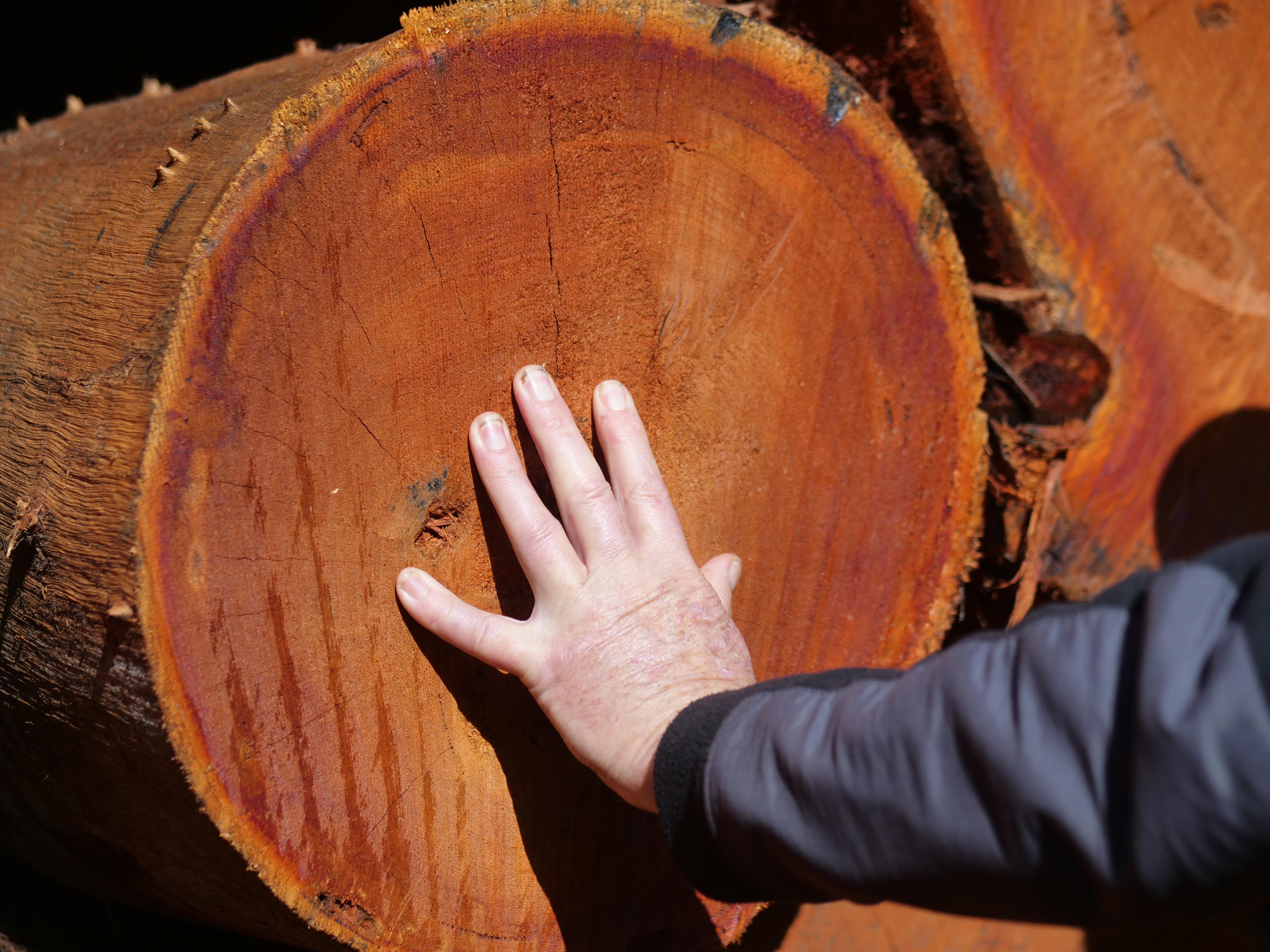 A hand touches a cut log of red-coloured hardwood.