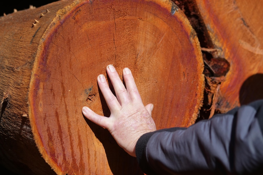 A hand touches a cut log of red-coloured hardwood.