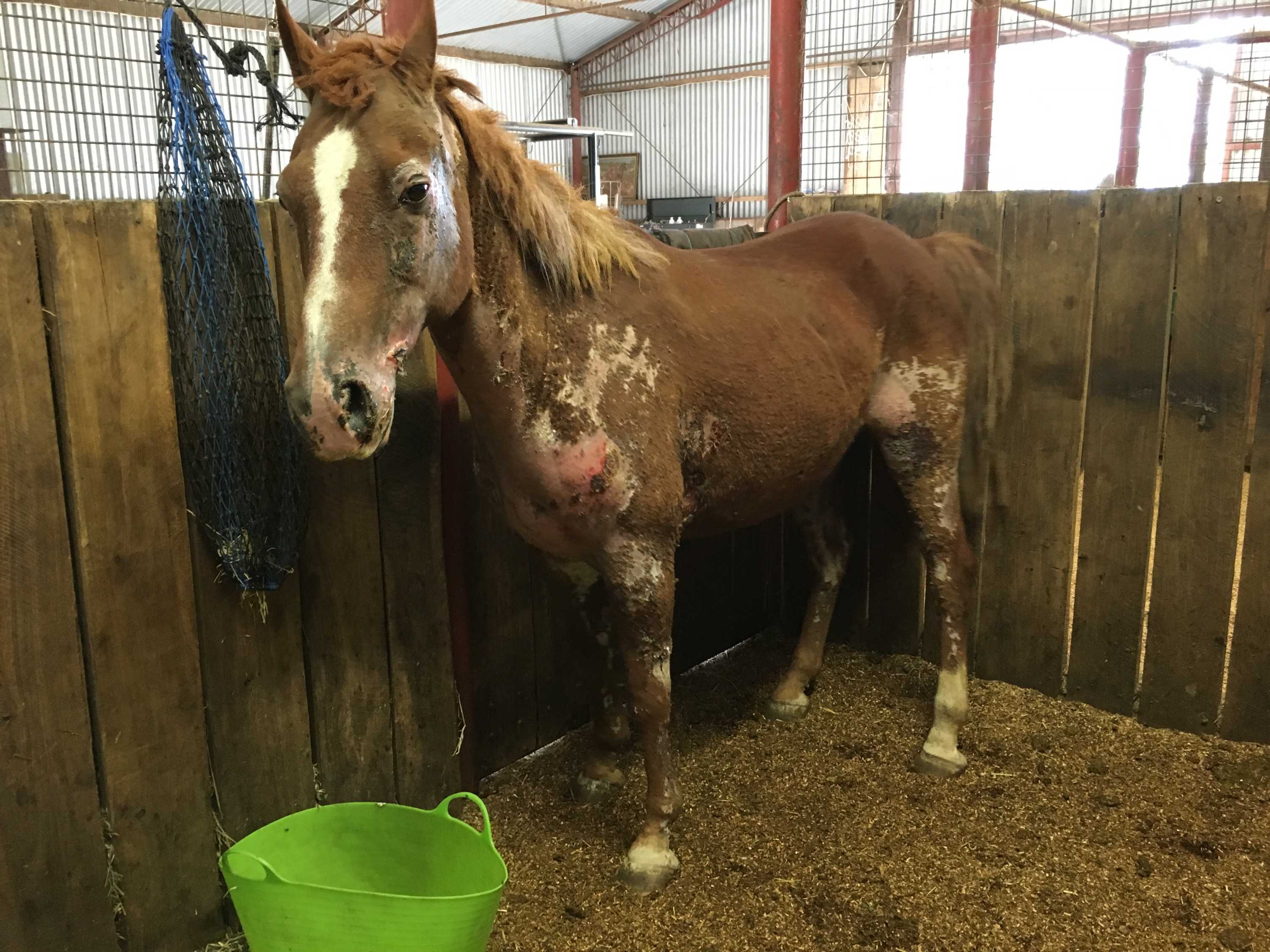 Victorian horse stud owner calls for more help for animals suffering in