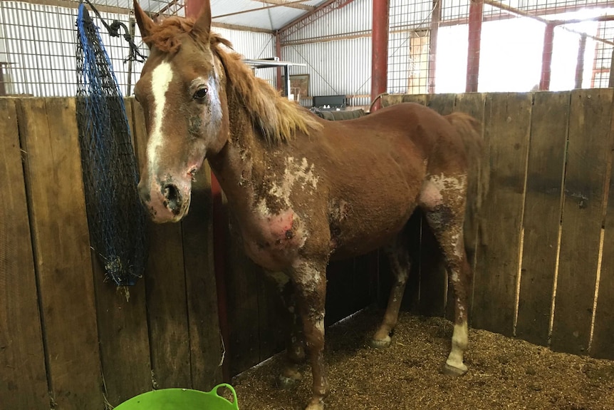 A horse burnt by the Scotsburn - Clarendon fire