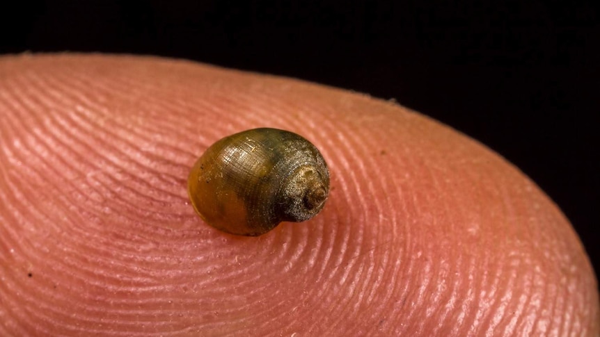 Researchers believe they may have discovered a new species of snail