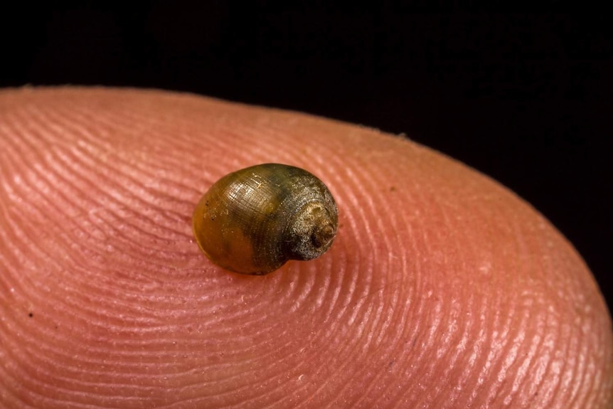 Researchers believe they may have discovered a new species of snail