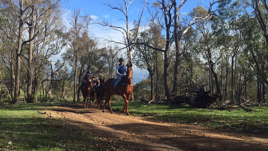 Horse riding instructors want horse racing authorities to strengthen safety standards