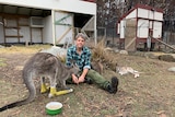 A man sits on the ground alongside three kangaroos, one with bandaged legs.