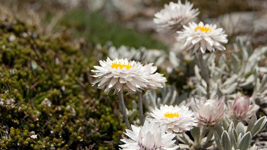 Everlasting daisies