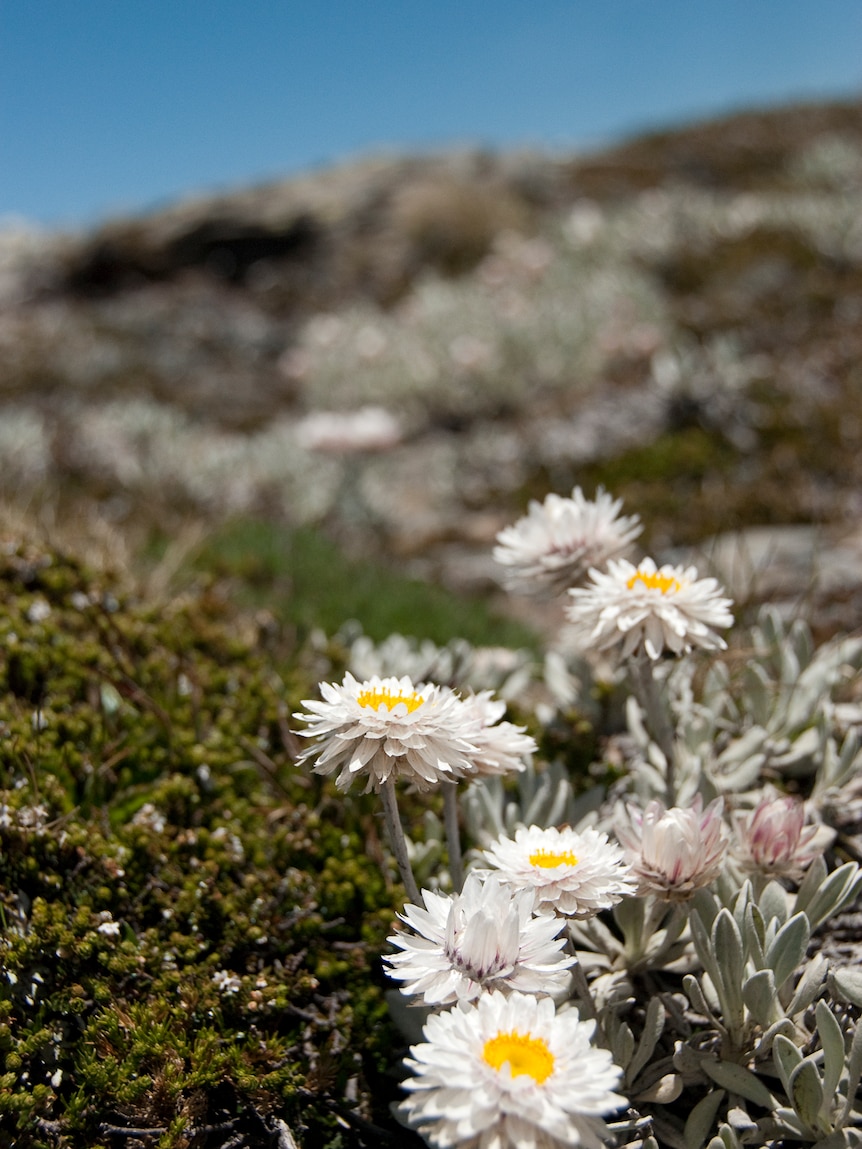 Everlasting daisies