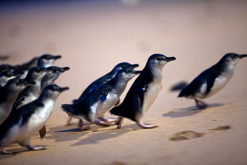 Little Penguins running on Phillip Island