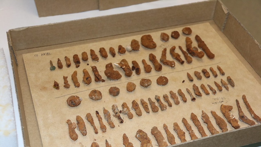 Arthur convict artefacts sorted into a tray.