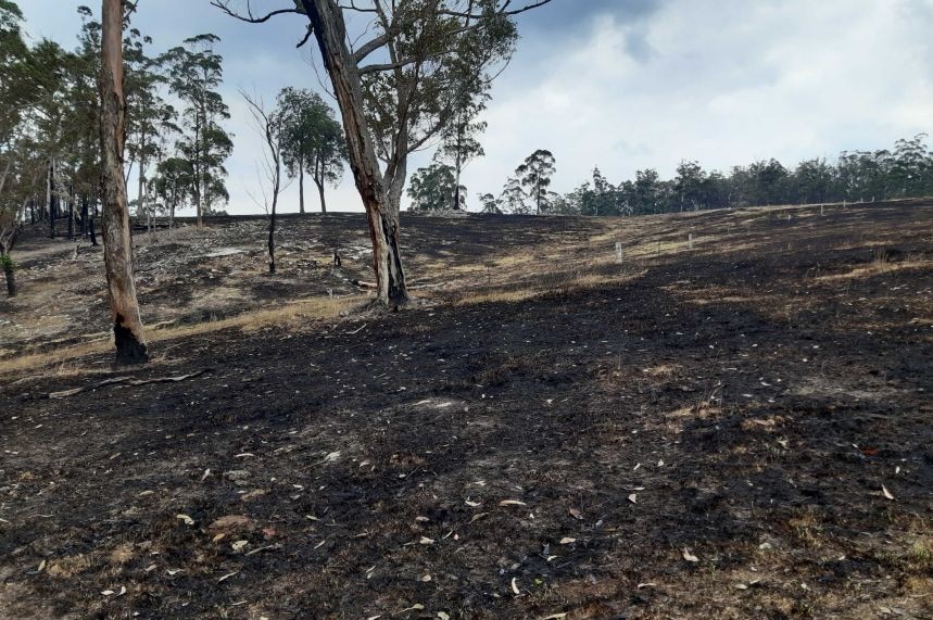 Burnt grass paddock