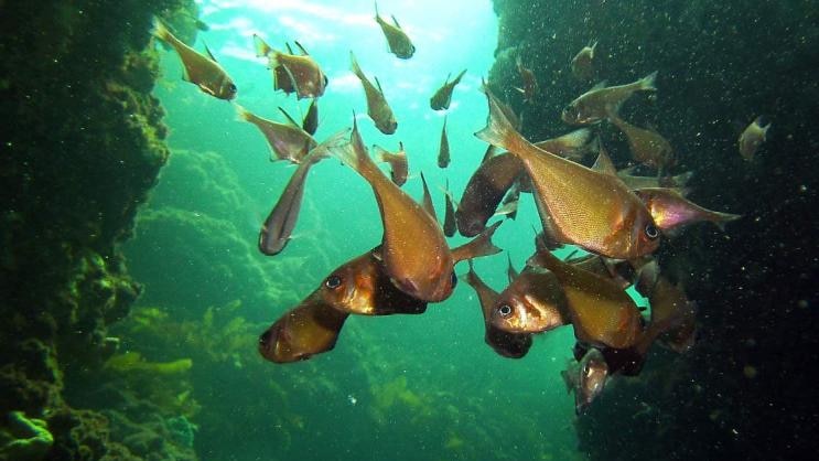 Fish at Boyinaboat reef, in Marmion Marine Park.