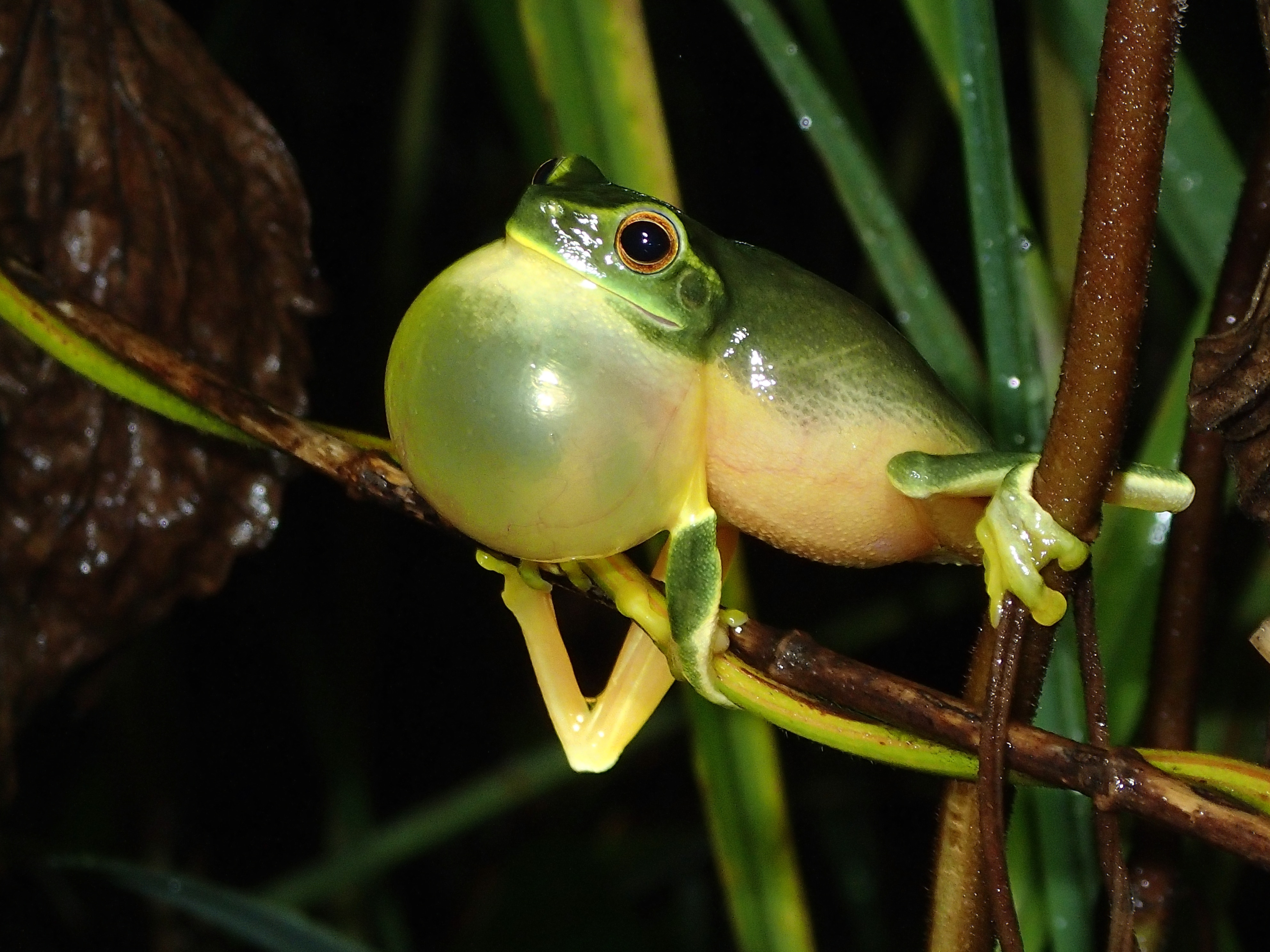 Dainty green tree frog with an inflated vocal sac under its chin