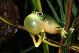 Dainty green tree frog with an inflated vocal sac under its chin