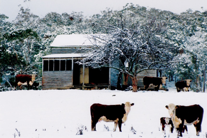 Red cattle in the snow in front of an old cabin