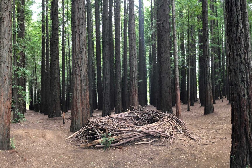 The a nest maked out of twigs in a redwood forest.