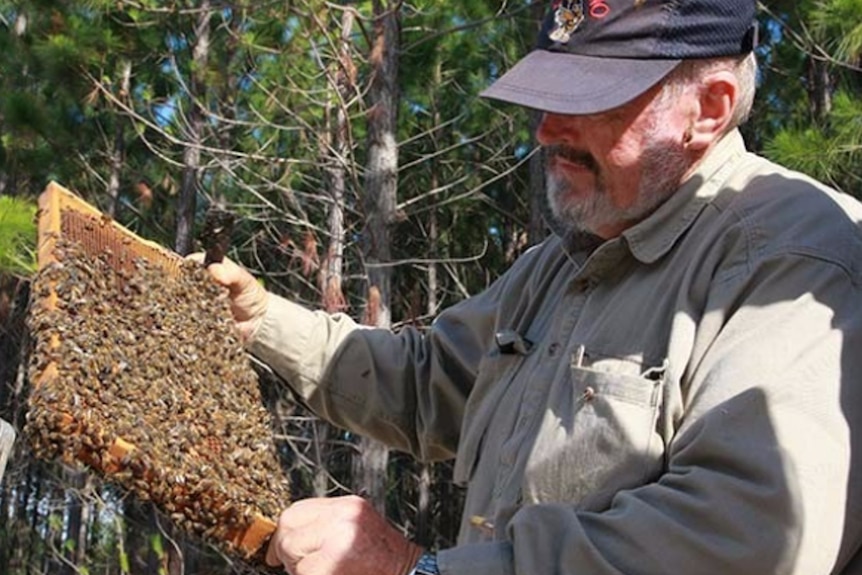Man holding bee frame.