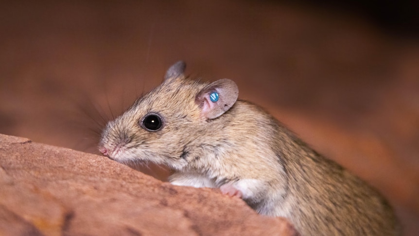 A light brown fluffy rat on a rock.