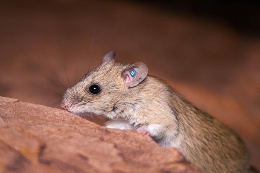 A light brown fluffy rat on a rock.